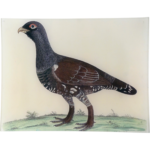 #45 - Moscovian Black Game Cock