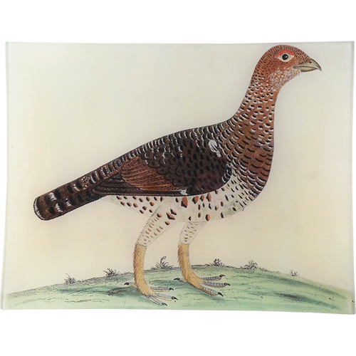 #46 - Moscovian Game Cock