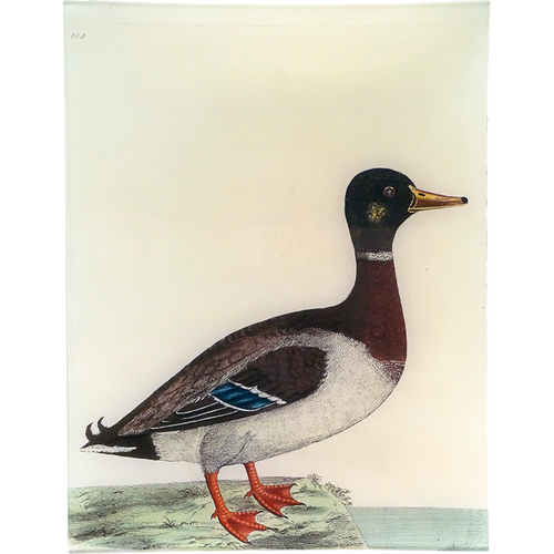 #47 - The Mallard
