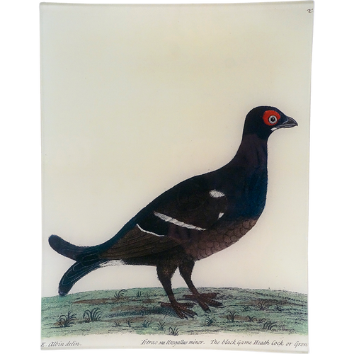 #49 - Black Grouse