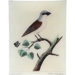 #51 - Butcherbird