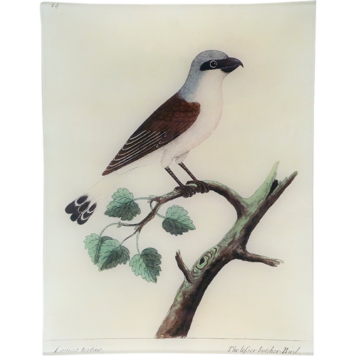 #51 - Butcherbird