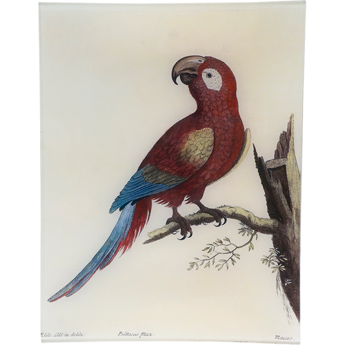 #52 - Macaw