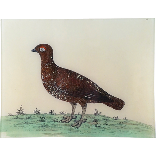 #54 - Red Game Hen