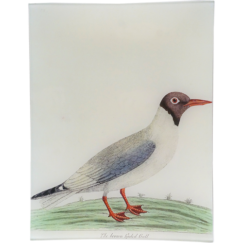 #56 - Brown Headed Gull
