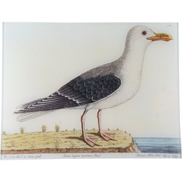 #57 - Great Black & White Gull