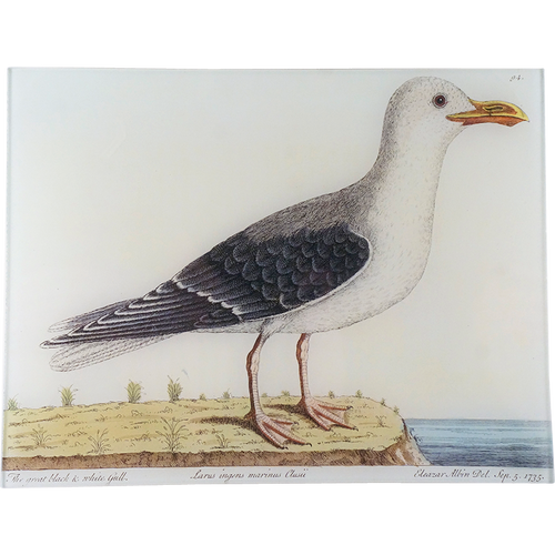 #57 - Great Black & White Gull