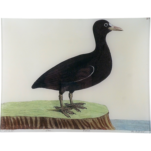 #58 - Bald Coot