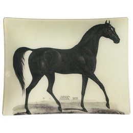 Arabian Horse