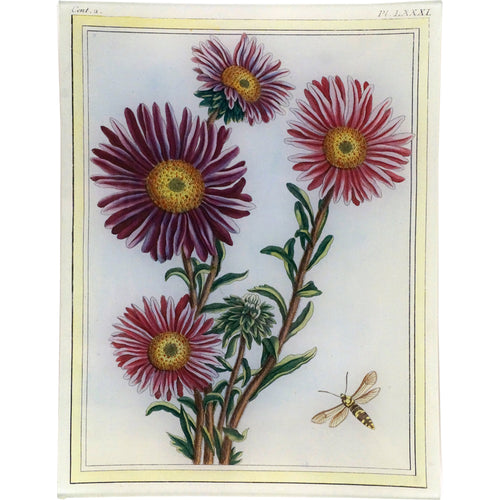Asters