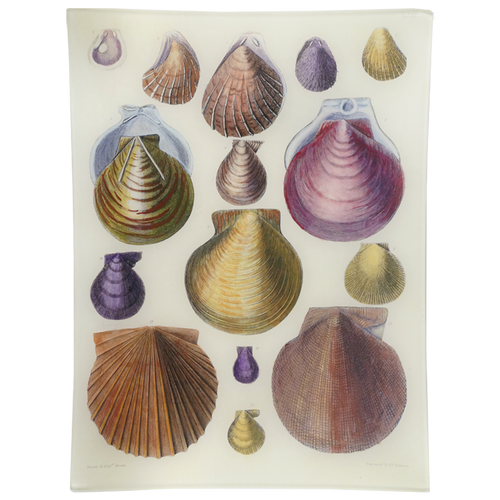 Scallops LXII (62)