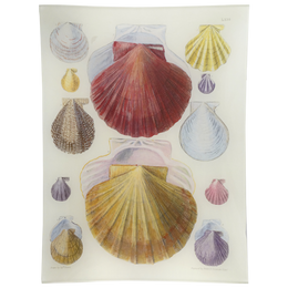 Scallops LXIII (63)