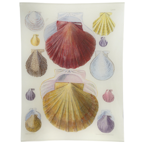 Scallops LXIII (63)