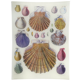 Scallops LXIV (64)