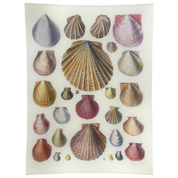 Scallops LXV (65)