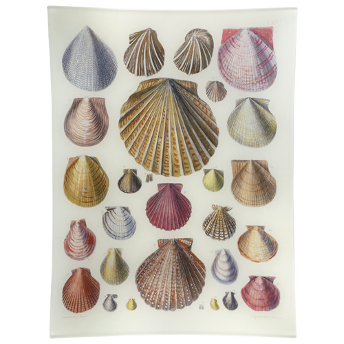 Scallops LXV (65)