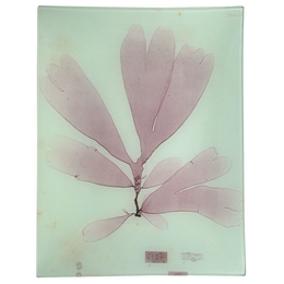 #2 Seaweed (LXXa)