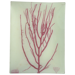 #3 Seaweed (LX)