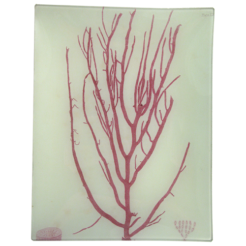 #3 Seaweed (LX)