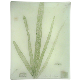 #4 Seaweed (CLXV)