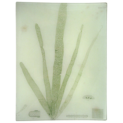 #4 Seaweed (CLXV)