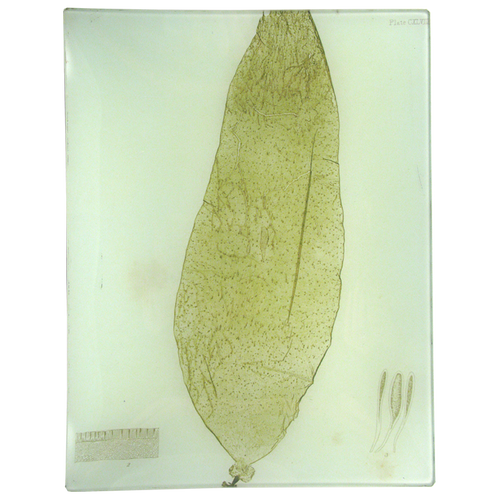 #5 Seaweed (CXLVIII)