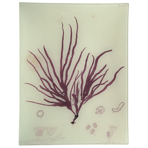 #6 Seaweed (LXXIV)