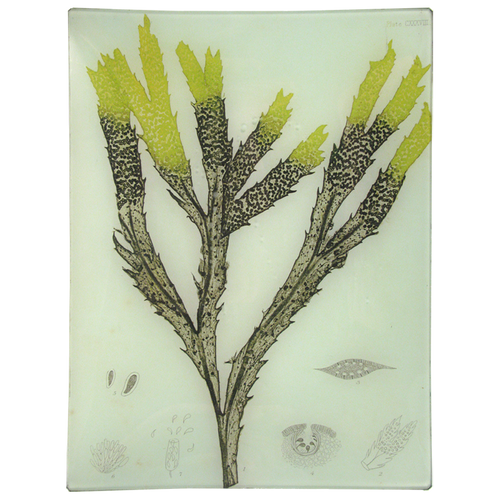 #7 Seaweed (CXXXVIII)