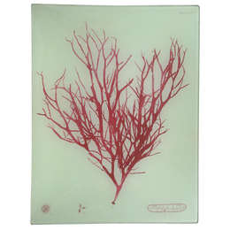 #8 Seaweed (XCIIa)