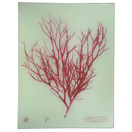 #8 Seaweed (XCIIa)