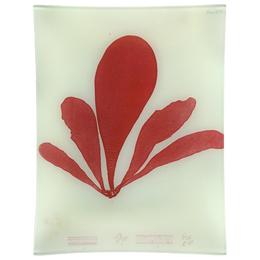 #9 Seaweed (XCVI)