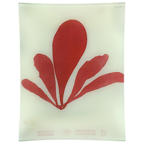 #9 Seaweed (XCVI)