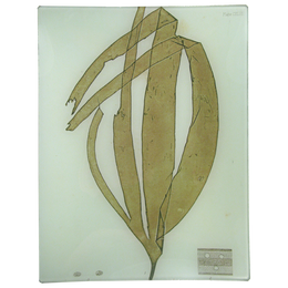 #10 Seaweed (CXLVII)
