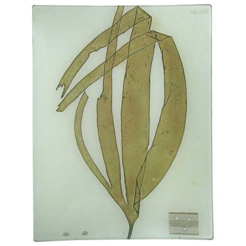 #10 Seaweed (CXLVII)