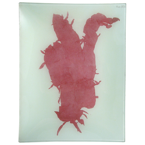 #11 Seaweed (XCII)