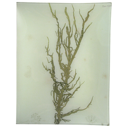 #12 Seaweed (CLXVIII)