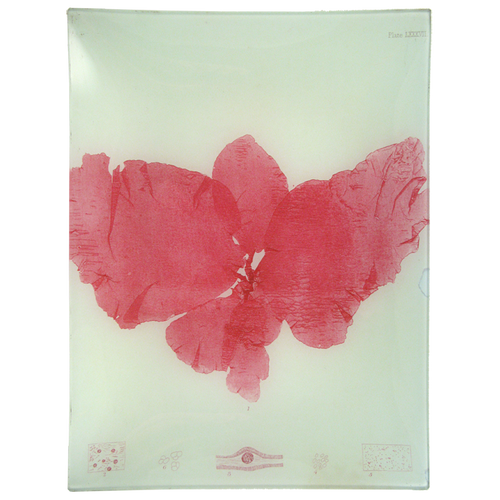 #13 Seaweed (LXXXVII)