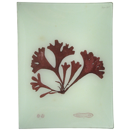 #14 Seaweed (XCIa)