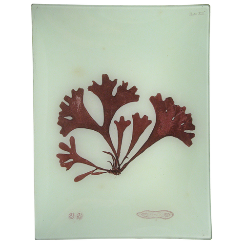 #14 Seaweed (XCIa)