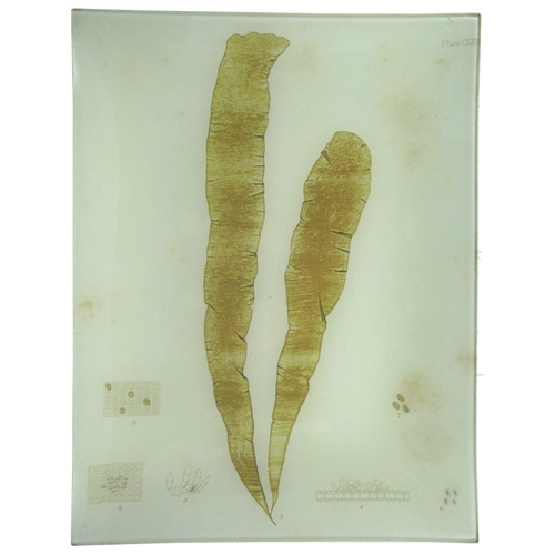 #15 Seaweed (CLXIV)