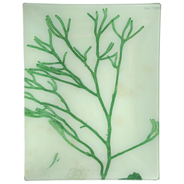 #16 Seaweed (CLXXXII)