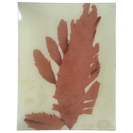 #17 Seaweed (LII)