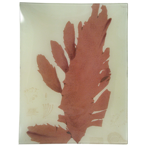 #17 Seaweed (LII)