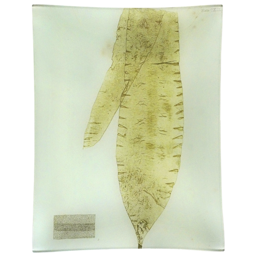 #19 Seaweed (CXLIX)