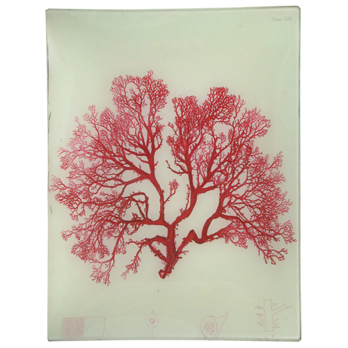 #21 Seaweed (LIV)