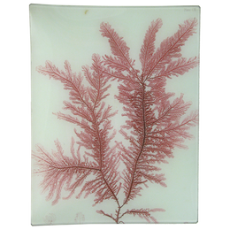 #22 Seaweed (CX)