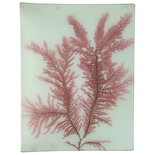 #22 Seaweed (CX)