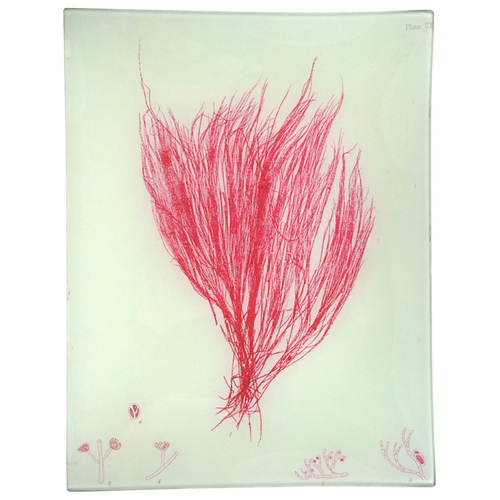 #24 Seaweed (CXV)
