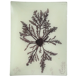 #25 Seaweed (XXXII)