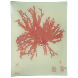 #26 Seaweed (CCV)